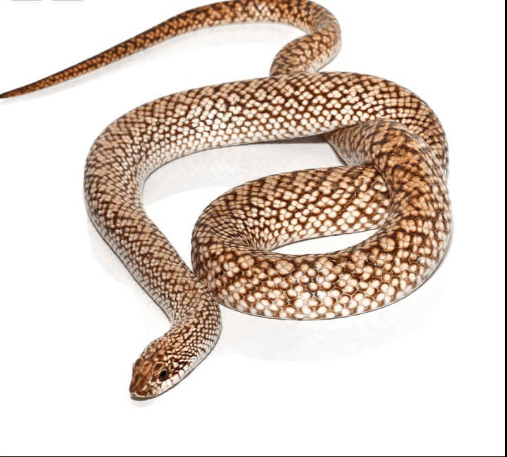 Speckled Hognose Snake for sale.