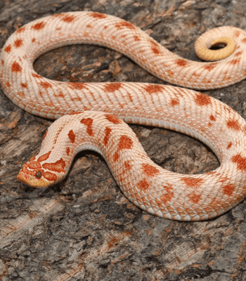 Adult Female Albino Western Hognose Snake