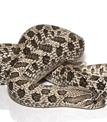 Adult Female Axanthic Hognose Snake