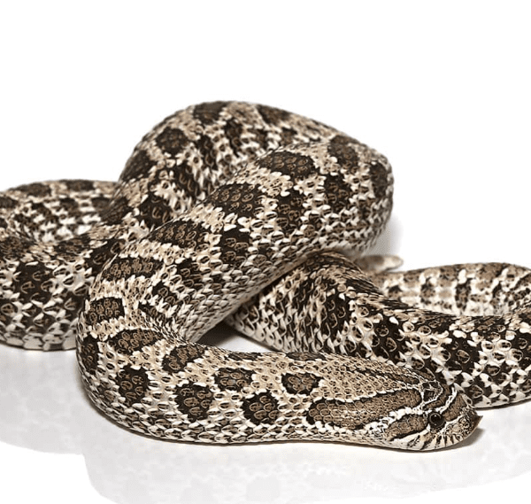 Adult Female Axanthic Hognose Snake