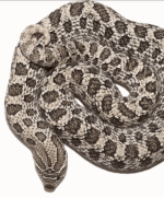 Adult Female Axanthic Hognose Snake - Image 3