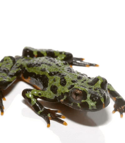 Firebelly Toad