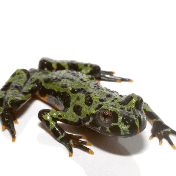 Firebelly Toad