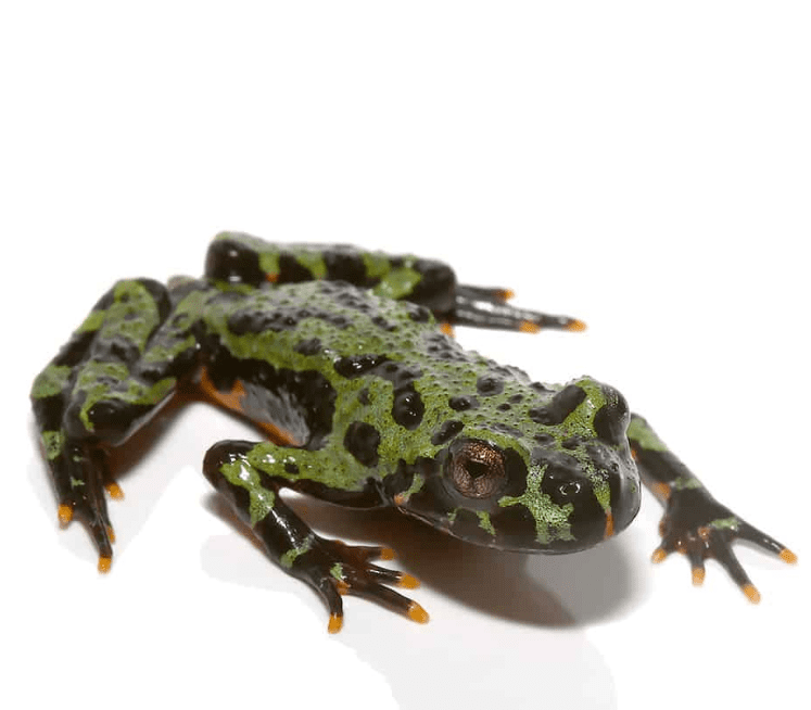 Firebelly Toad