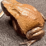 Blomberg’s Toad – Colombian Giant