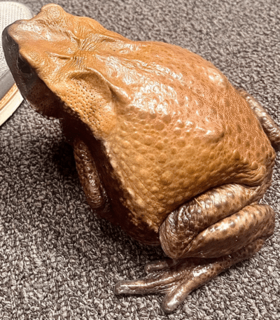 Blomberg’s Toad – Colombian Giant