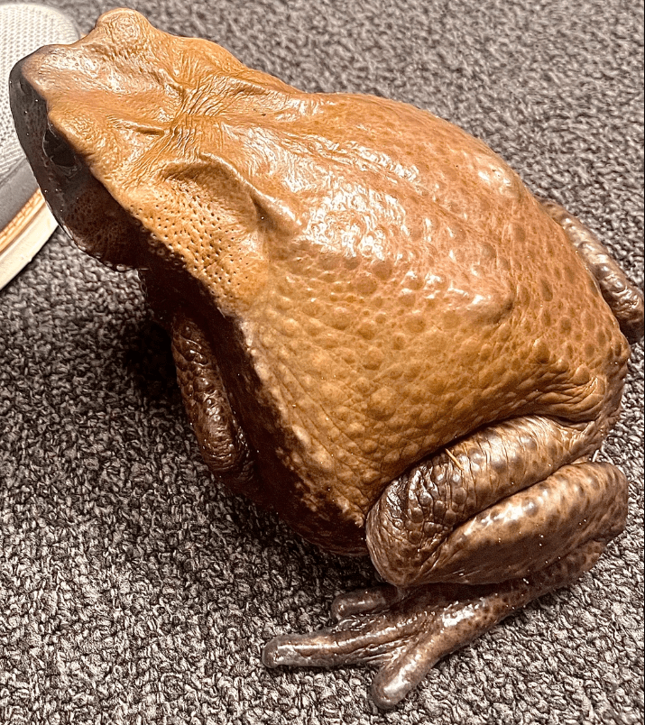 Blomberg’s Toad – Colombian Giant