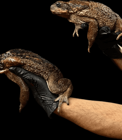 Giant Suriname Marine Toads