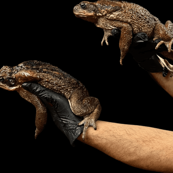 Giant Suriname Marine Toads