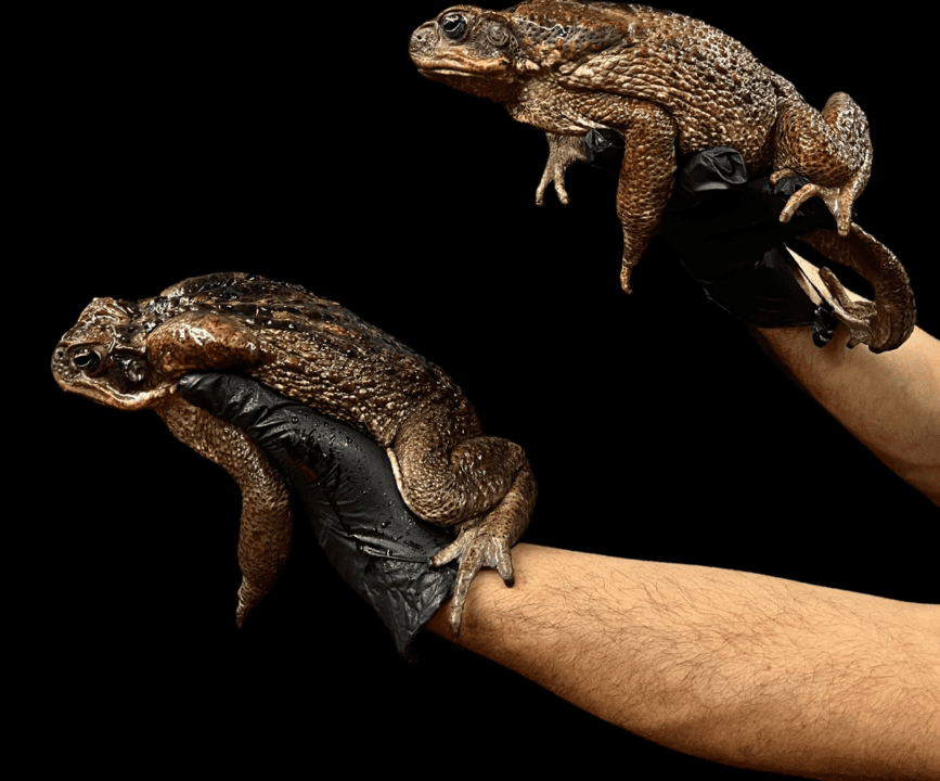 Giant Suriname Marine Toads