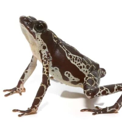 Green Harlequin Toad