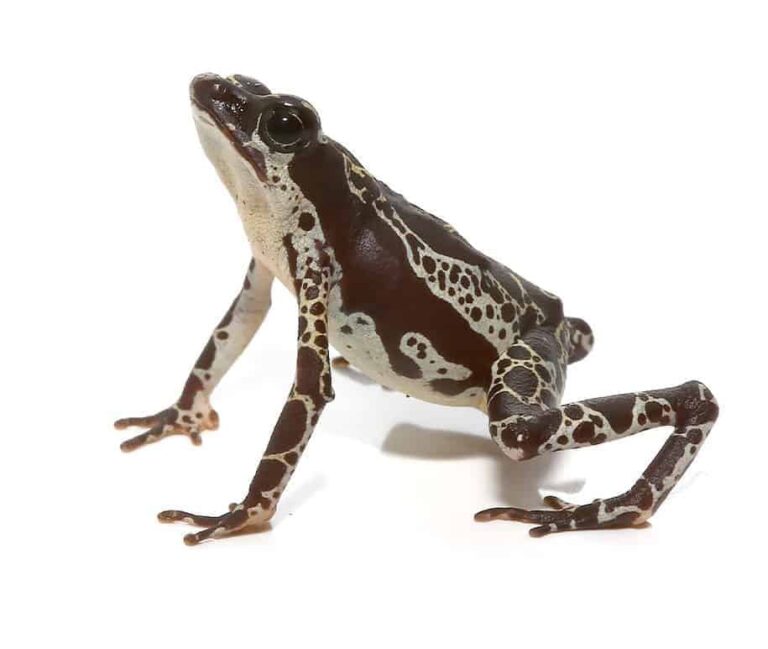 Green Harlequin Toad
