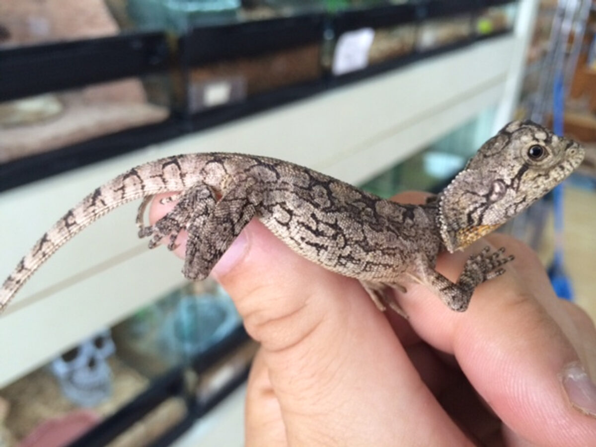 Australian Frilled Dragons - Image 2