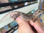 Australian Frilled Dragons - Image 2