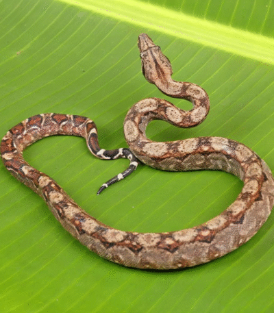 Baby Central American Boa