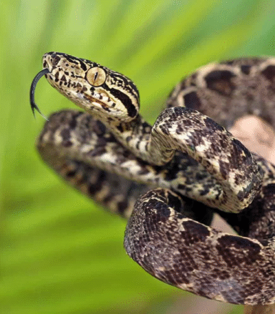 Amazon Tree Boa