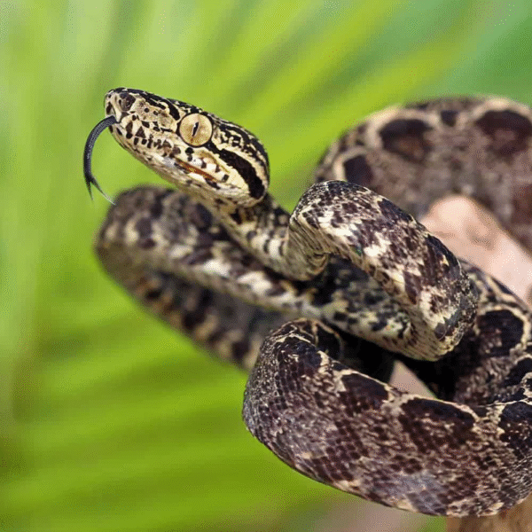 Amazon Tree Boa