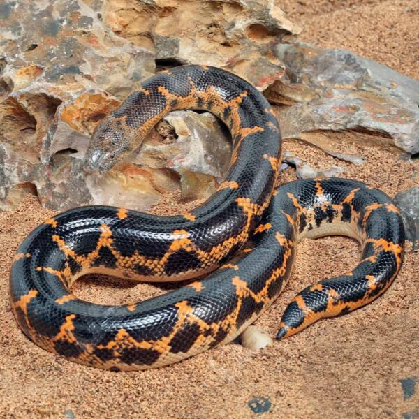 Saharan Sand Boa