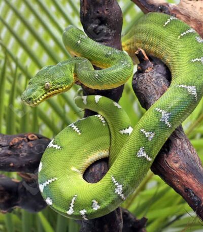Emerald Tree Boa