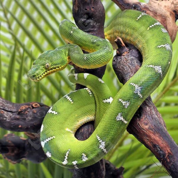 Emerald Tree Boa
