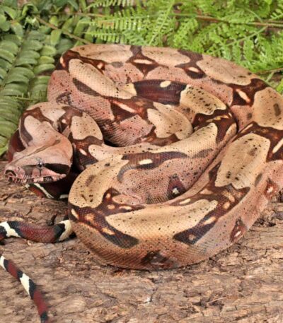 Guyana Redtail Boa