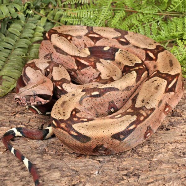 Guyana Redtail Boa