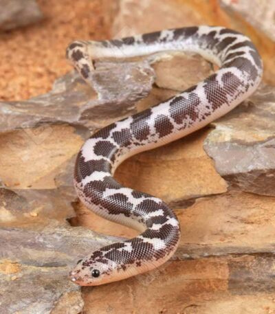 Baby Anery Kenyan Sand Boa