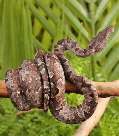 Solomon Island Tree Boa