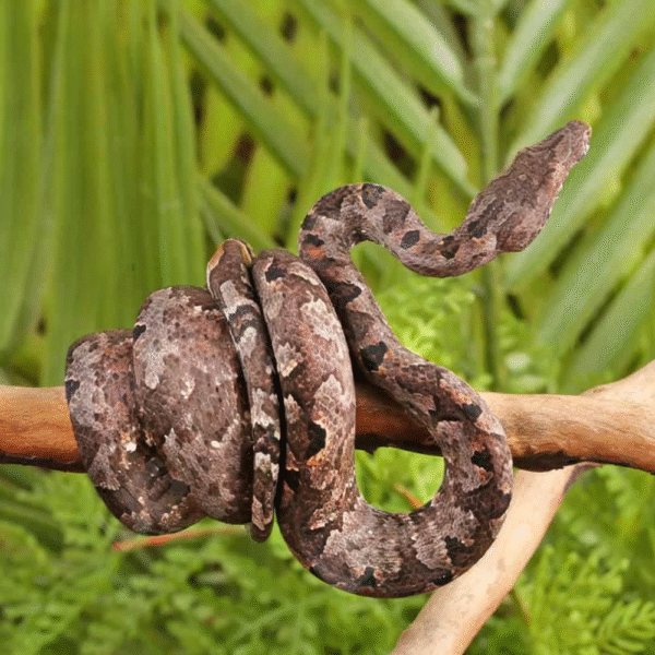 Solomon Island Tree Boa
