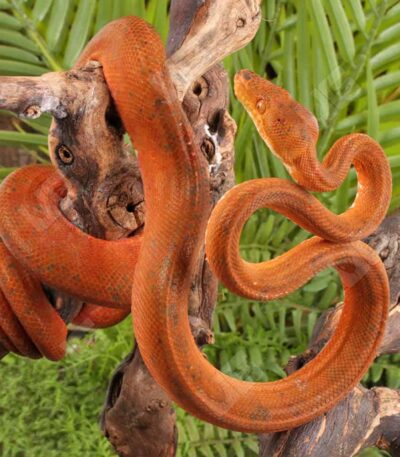 Colored Amazon Tree Boa