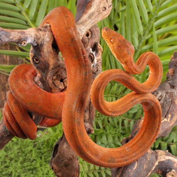 Colored Amazon Tree Boa