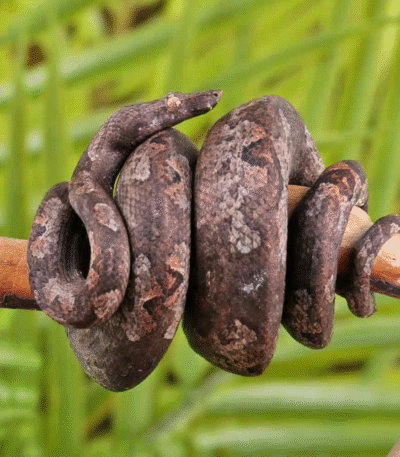 Indonesian Tree Boa