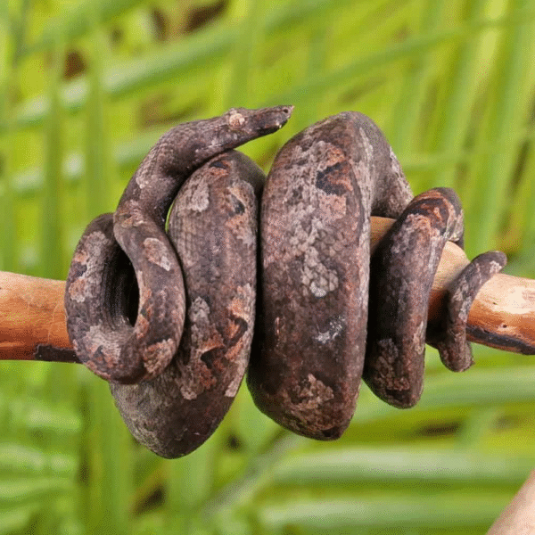 Indonesian Tree Boa