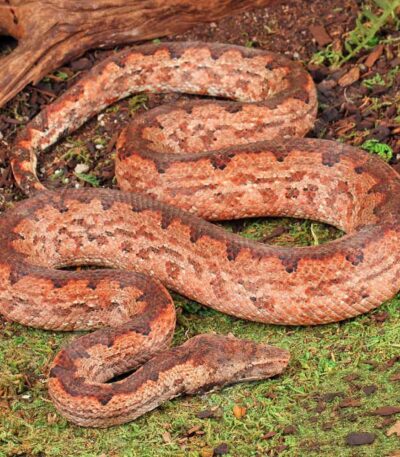 Solomon Island Ground Boa
