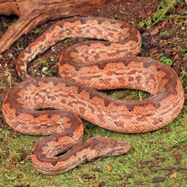 Solomon Island Ground Boa