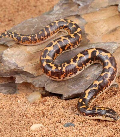 Normal Kenyan Sand Boa