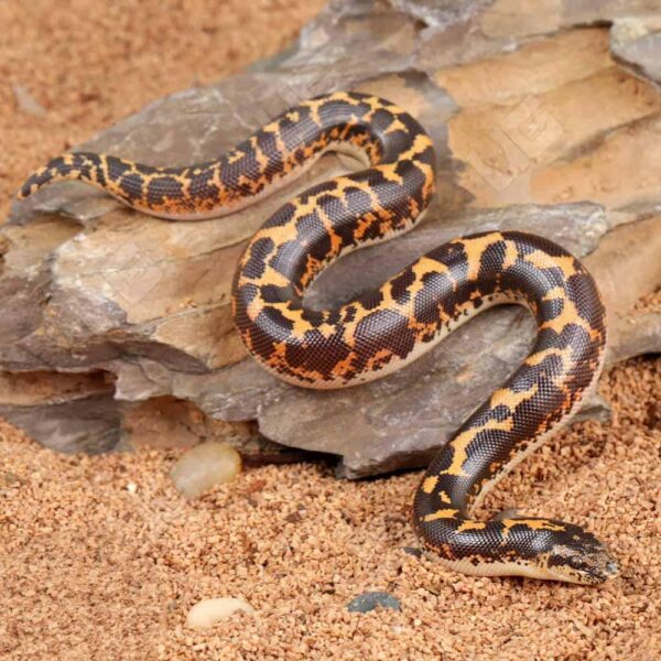 Normal Kenyan Sand Boa