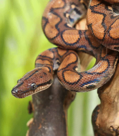 Yearling Brazilian Rainbow Boa