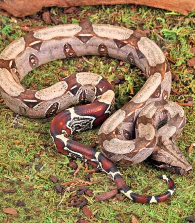 Baby Guyana Redtail Boa