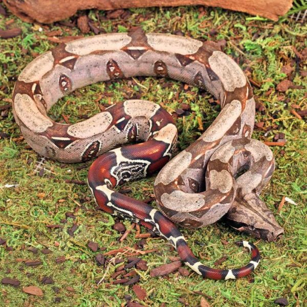 Baby Guyana Redtail Boa
