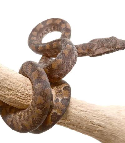 C.B. Baby Solomon Island Tree Boa