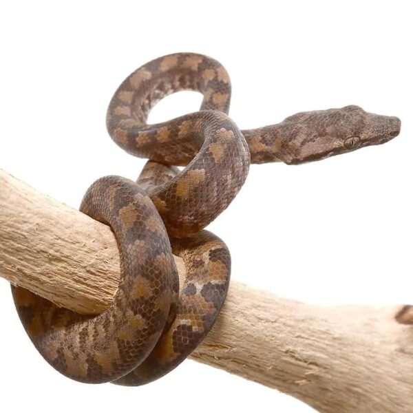 C.B. Baby Solomon Island Tree Boa