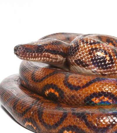 Brazilian Rainbow Boa