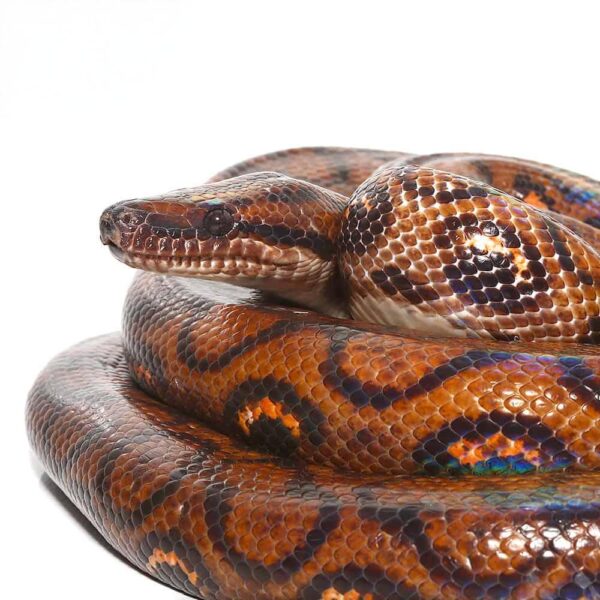 Brazilian Rainbow Boa