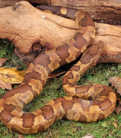 Viper Boa