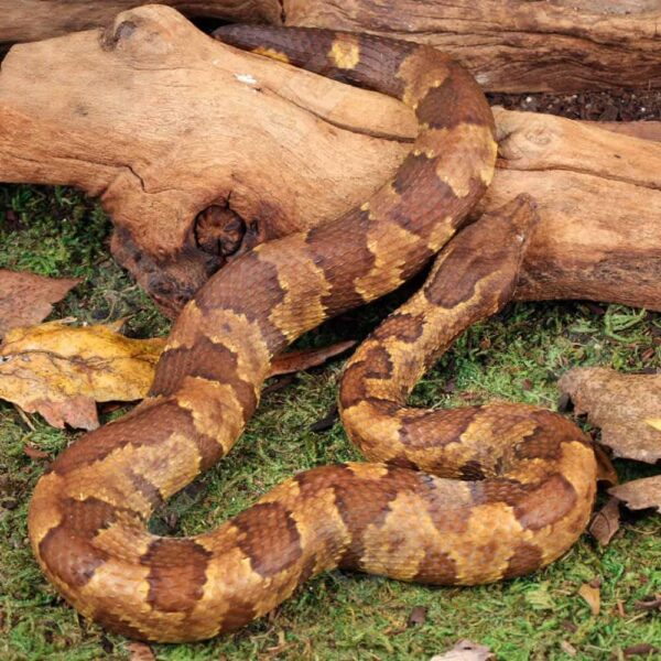 Viper Boa