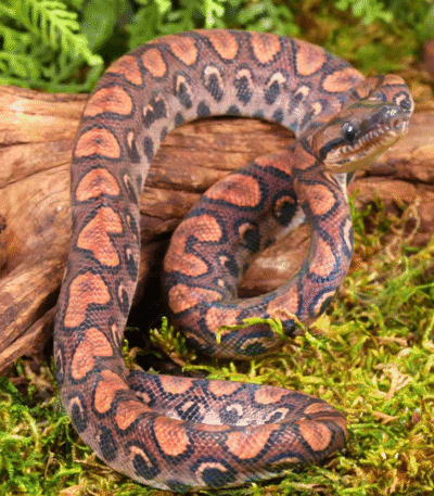 Baby Brazilian Rainbow Boa