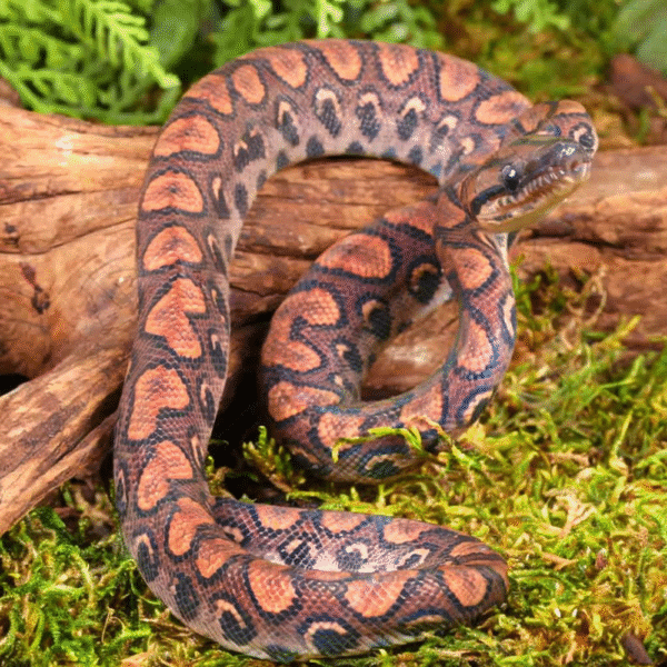 Baby Brazilian Rainbow Boa