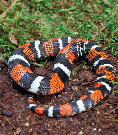 Baby Tricolor Hognose Snake