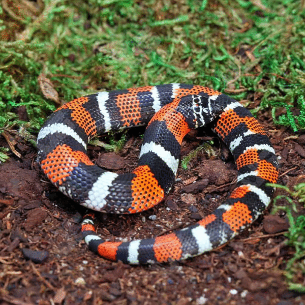 Baby Tricolor Hognose Snake